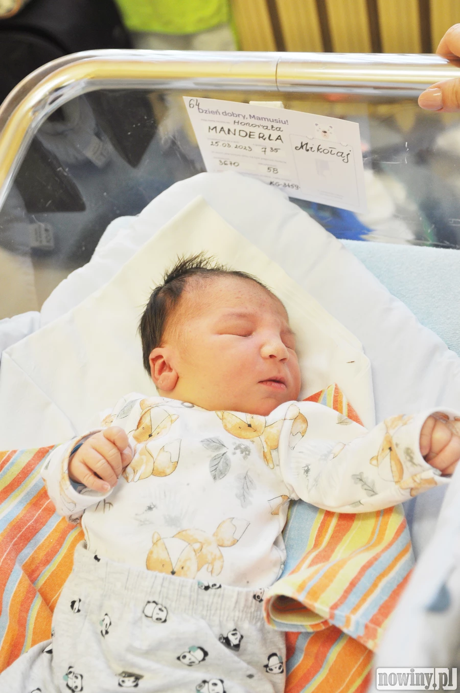 Mikołaj Manderla przybył na Gamowską z Rydułtów. Mama Honorata i tato Radosław przywitali go 25 marca o 7.35. Pierwsza waga wyniosła 3670 g przy długości 58 cm.
