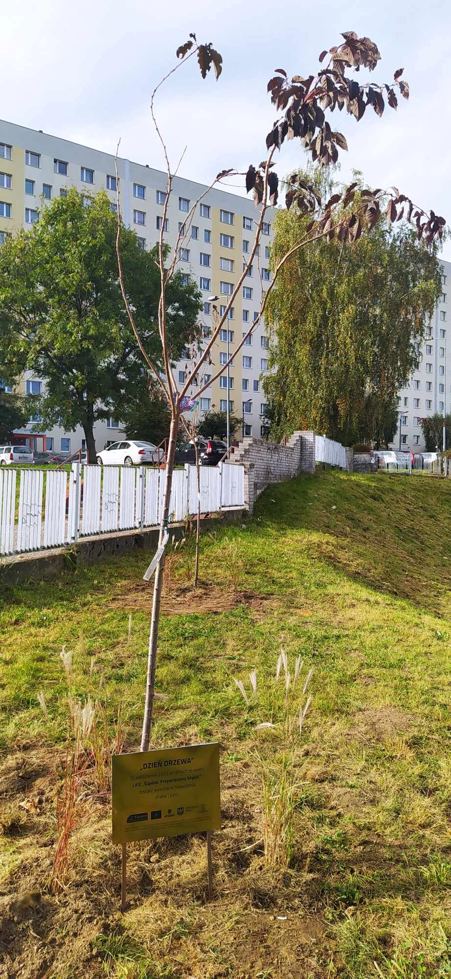 Nasadzenia odbyły się z okazji Międzynarodowego Dnia Drzewa. Fot. nph