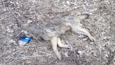 Tego jeszcze nie było! Martwy wilk w Wodzisławiu. "Policjanci myśleli, że to pies"