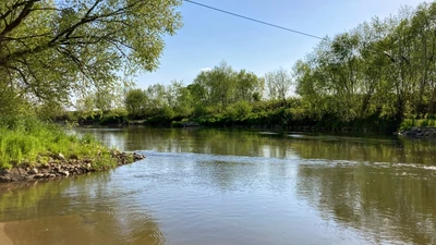 Wodą z Odry nie wolno poić zwierząt. "Proszę o potraktowanie sprawy jako bardzo pilnej"