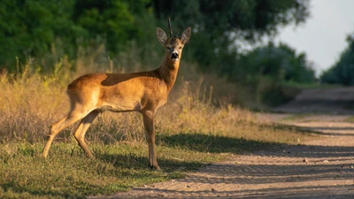 Zwierzęta nie znają znaków drogowych. Myśliwi ruszyli z kampanią społeczną