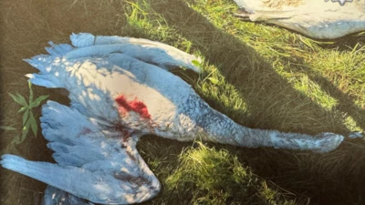 Cztery martwe łabędzie na Opolszczyźnie. Policja zatrzymała dwóch myśliwych z województwa wielkopolskiego [ZDJĘCIA]