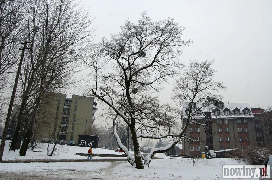 Mieszkańcy drżą o los wiekowej akacji