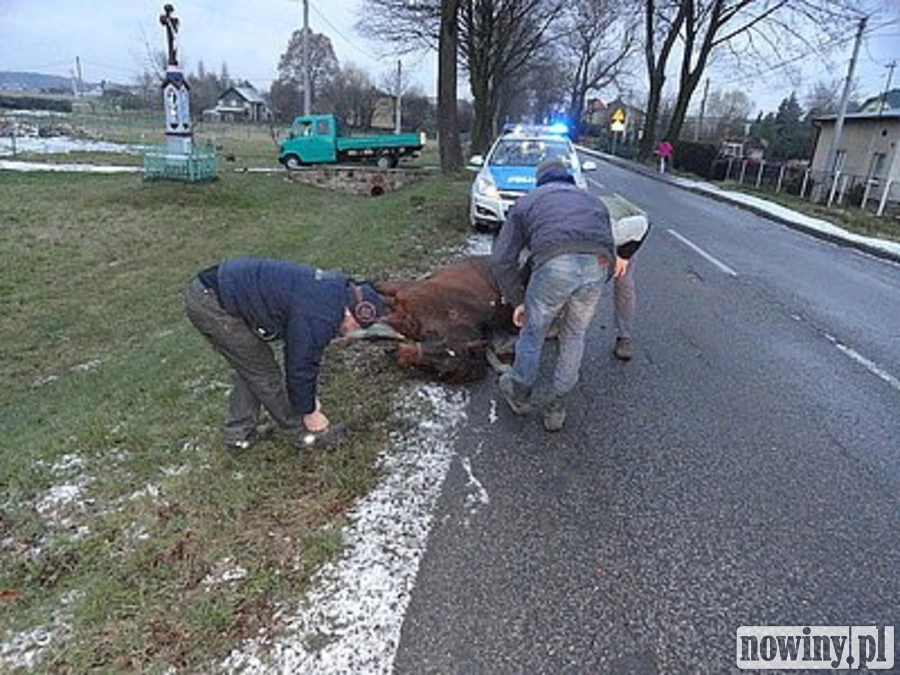 Koń wbiegł pod samochód