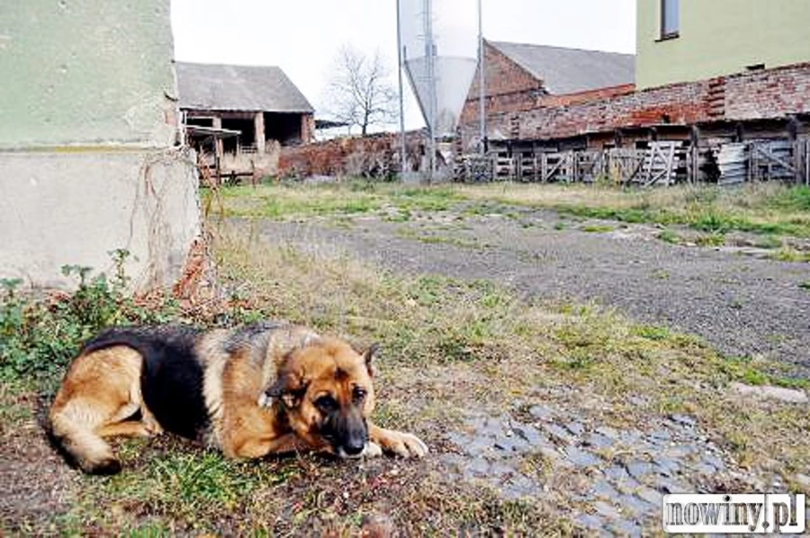 W czym pies gorszy od kota i świnki morskiej? - czyli dalszy ciąg Złośliwego Przeglądu Miesiąca