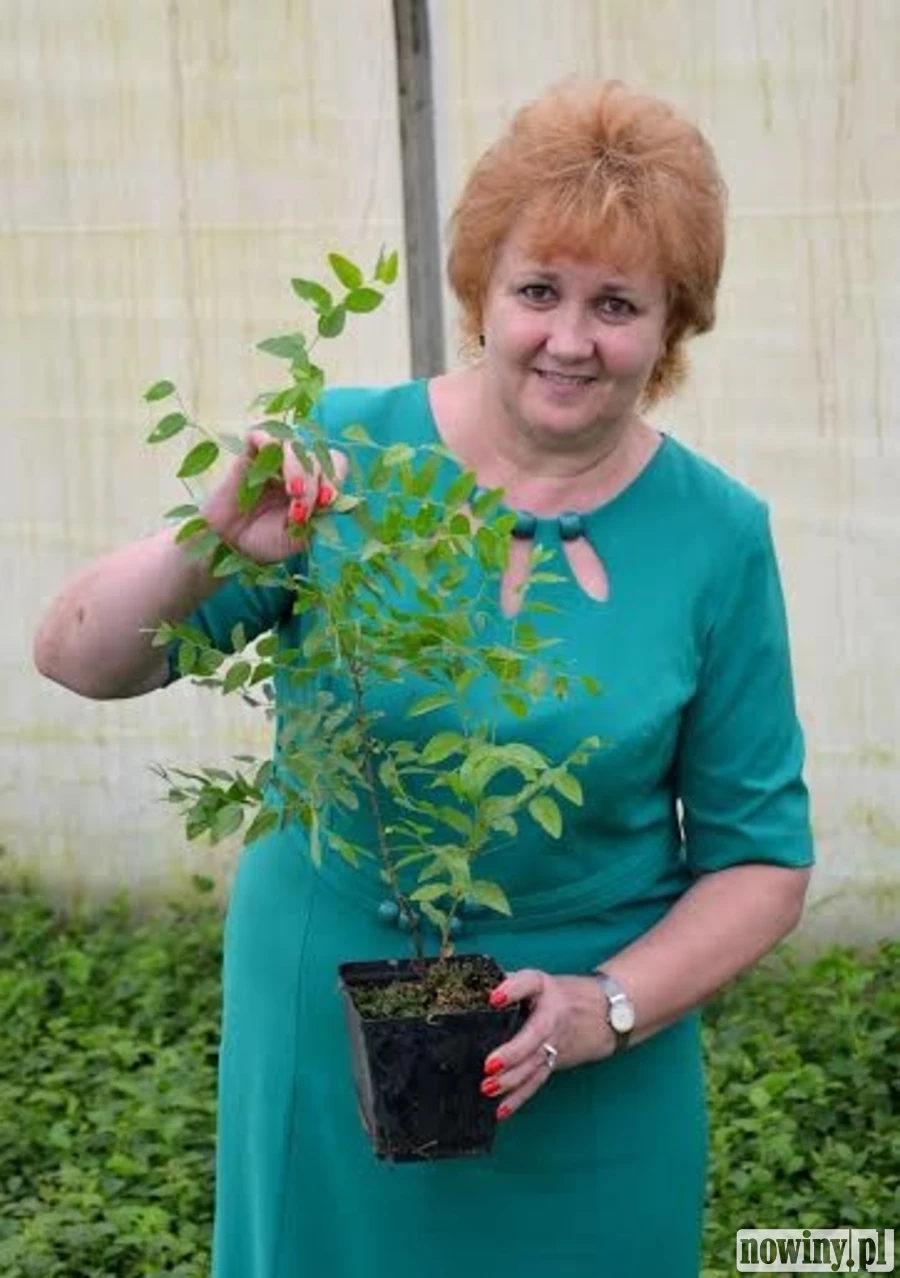 W Radlinie zjesz kołocz z owocami głożyn?