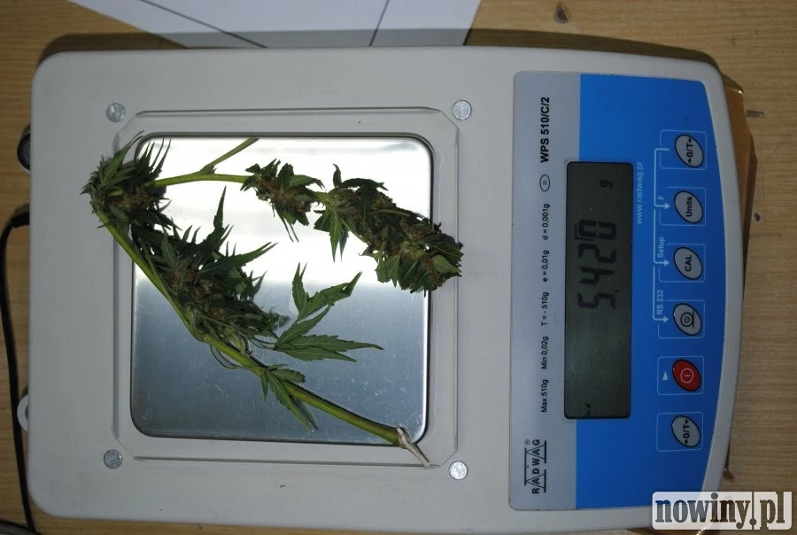 Marihuana zamiast kwiatka