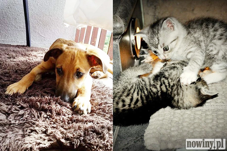Nie kupuj, zaadoptuj