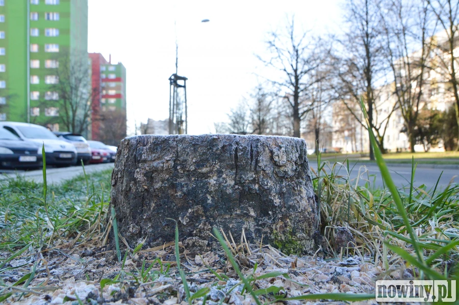 Co się stało z aleją orzechową przy Słowackiego?