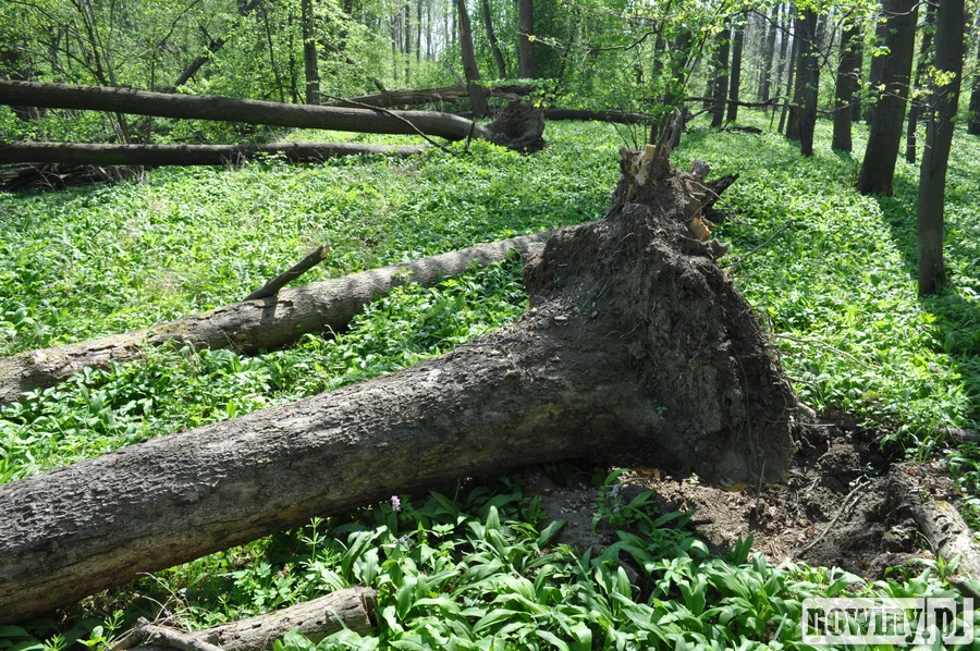 Wielka i konieczna wycinka jesionów