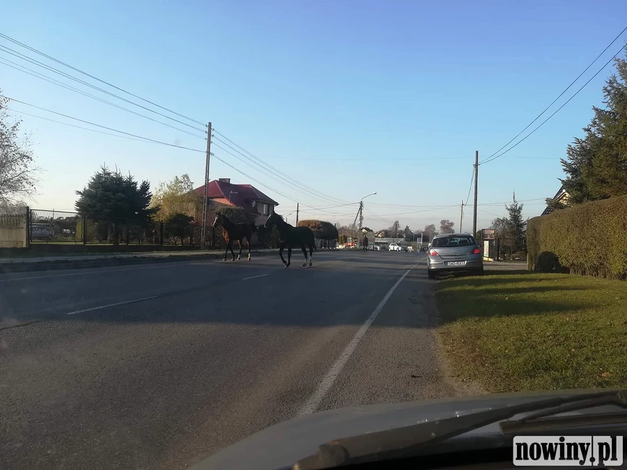 Trzy konie biegały po głównej ulicy z Kokoszyc do Pszowa