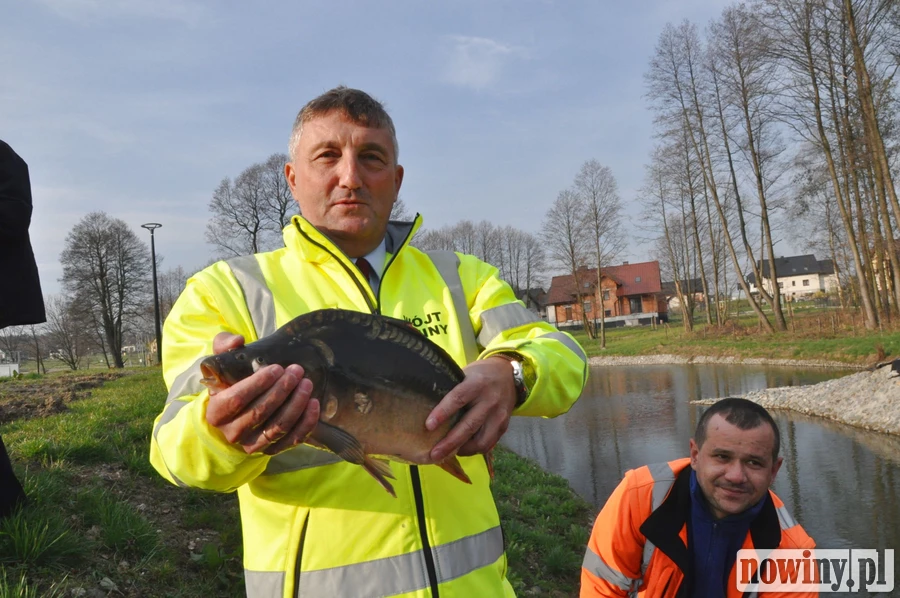 Wpuścili do stawu w Nieboczowach ponad 350 kilogramów ryb. Wójt wybrał karpia