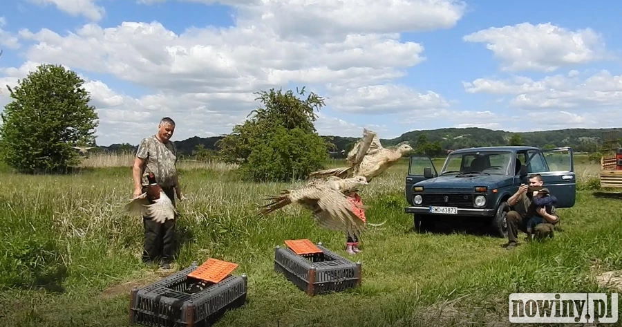 Myśliwi wypuścili na wolność bażanty. Chcą przywrócić kuropatwy