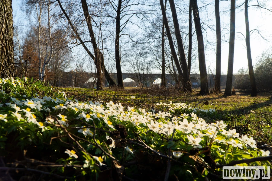 W Rybniku powstanie nowy miejski park